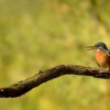Lednacek ricni - Alcedo atthis - Common Kingfisher 8310